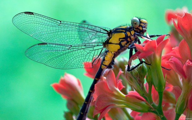 Dragonfly